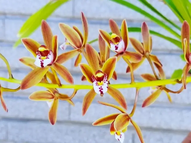 珍しい  キンリョウヘン｜園芸日記byこんちゃん｜みんなの趣味の園芸 その他観葉植物