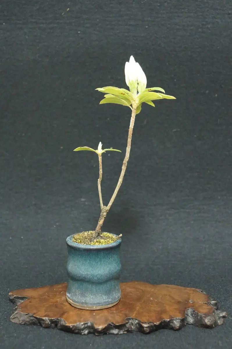 二本立ちの盆栽 苔付き 白鉢山ツツジ 二本立ちの盆栽 苔付き 白鉢山ツツジ