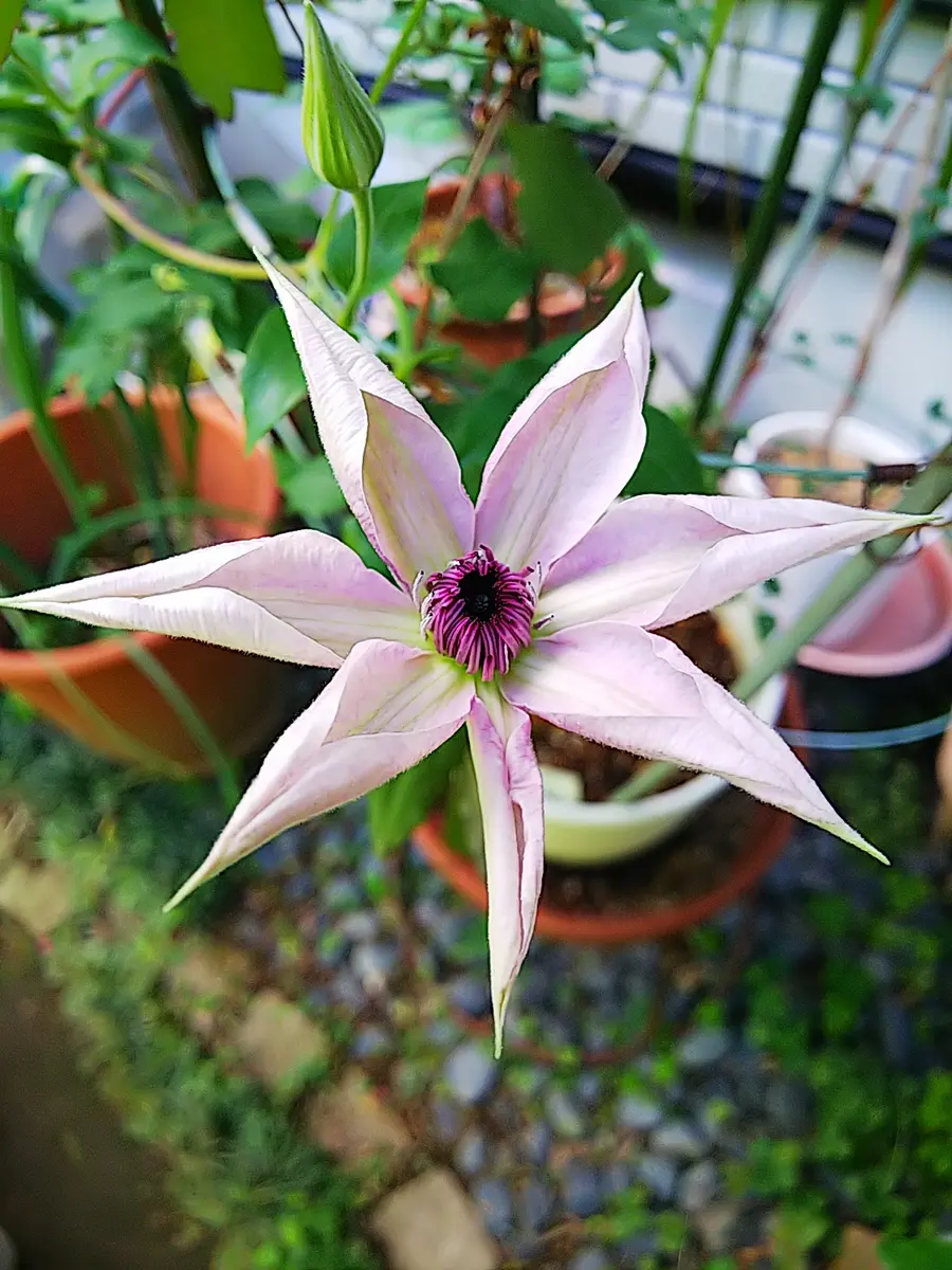 花弁✨8枚、7枚、6枚｜園芸日記by神戸市 トキちゃん