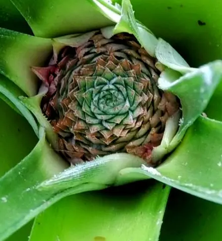 🍍｜園芸日記byBOLTO｜みんなの趣味の園芸｜1199604