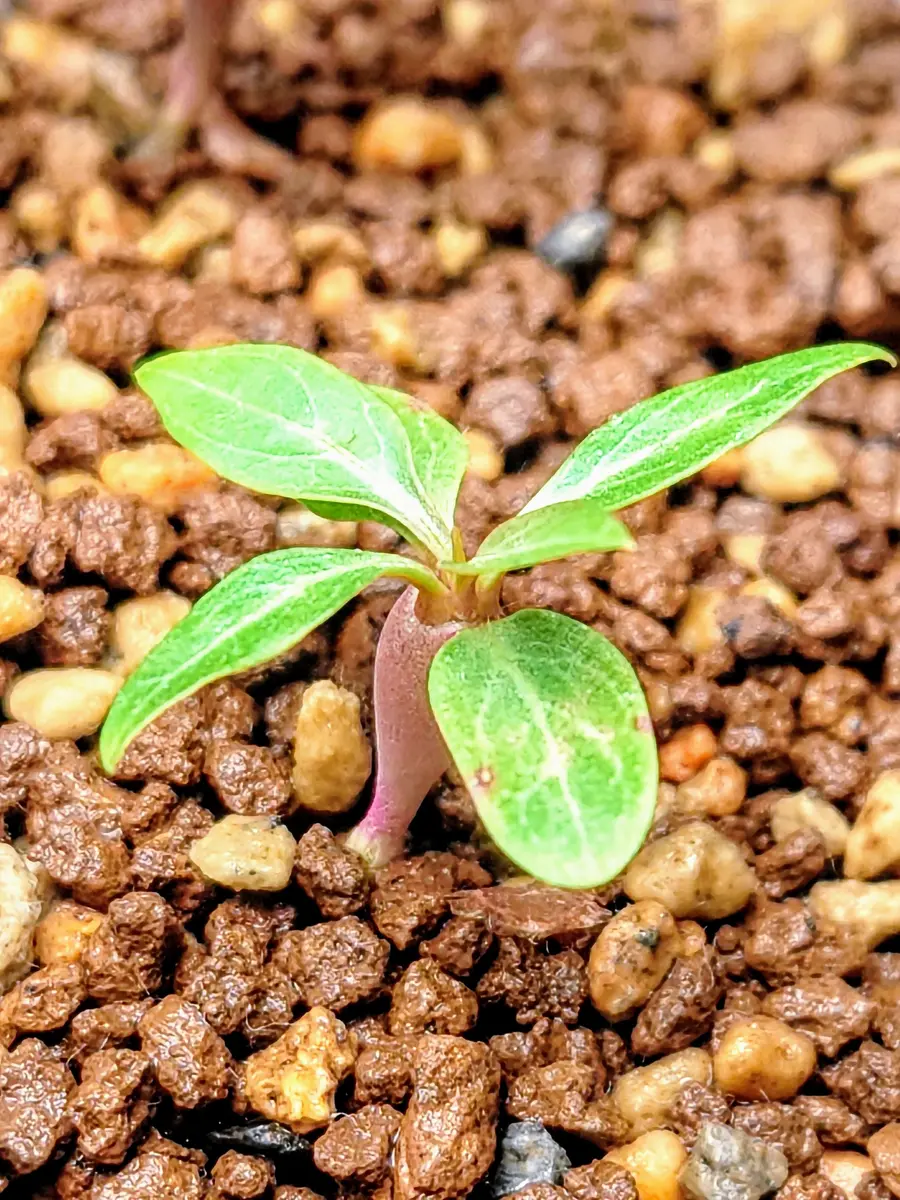 フォークイエリア プルプシー 挿し木4年 作り込み 植物のみ