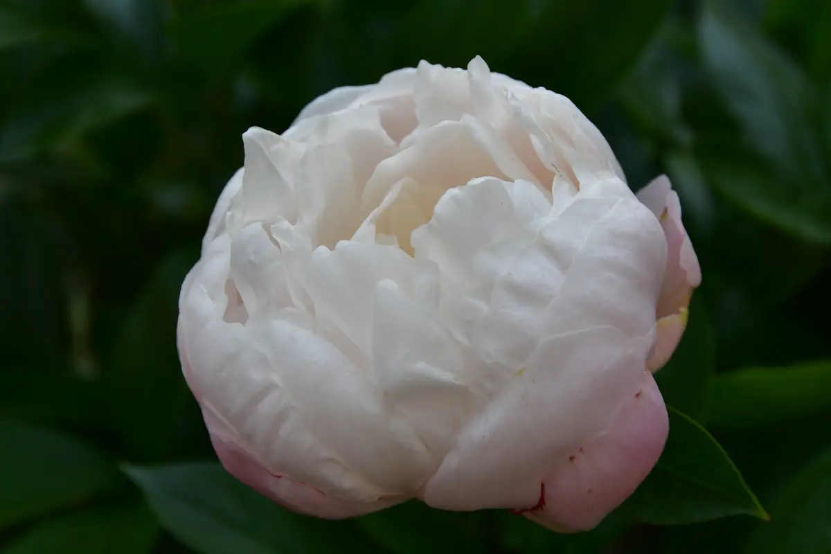 薄ピンクの芍薬、今年は咲きました。｜園芸日記byあけゆくや｜みんなの