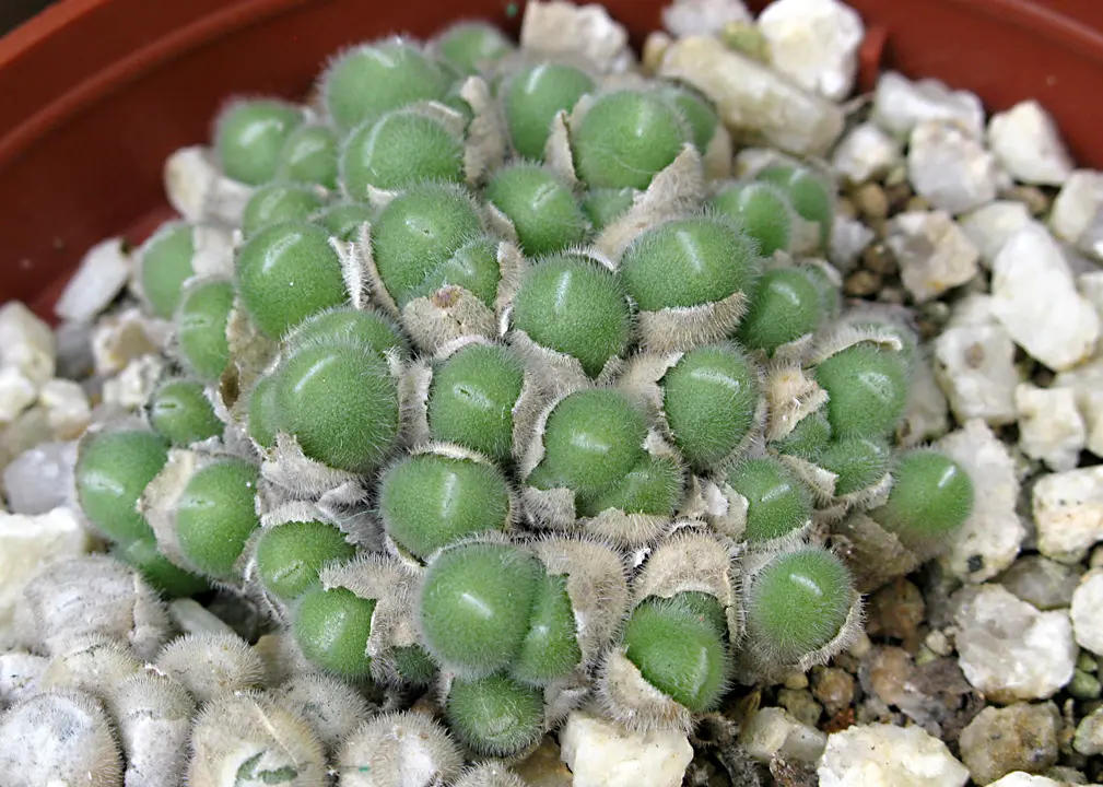 コノフィツムの日記一覧|conoconoさんの園芸日記〔2ページ目