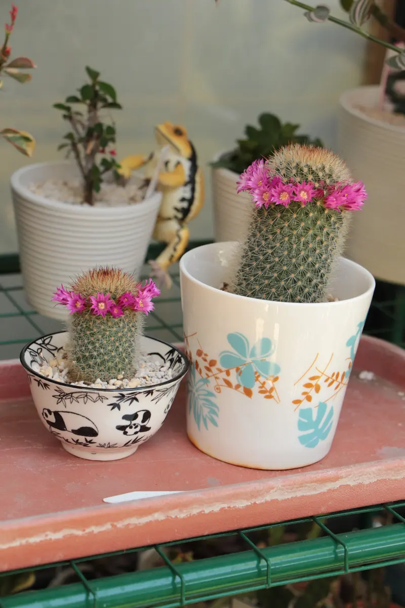 花冠🌵🌸|園芸日記byはねこうし|みんなの趣味の園芸|1199978 花冠🌵🌸|園芸日記byはねこうし|みんなの趣味の園芸|1199978