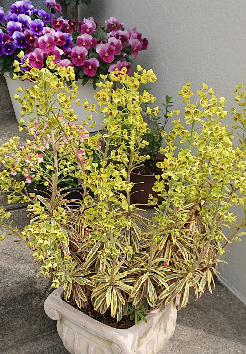 新品】ユーフォルビア エリガベンシス Euphorbia erigavensisの