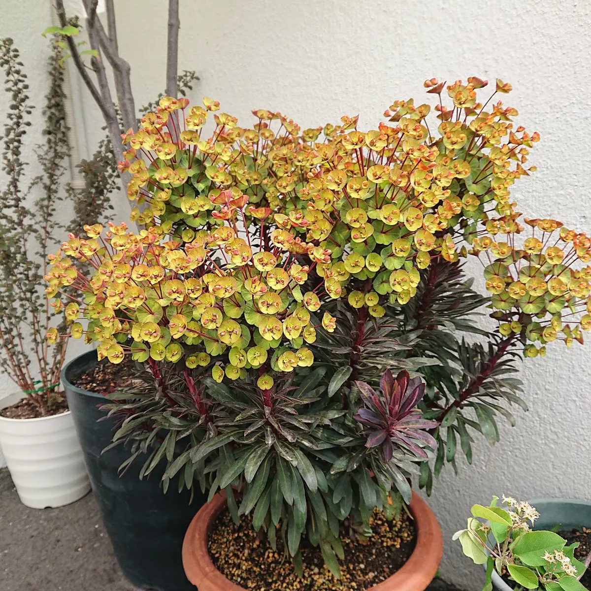 ユーフォルビア エリガベンシス 開花株 1 - メルカリ