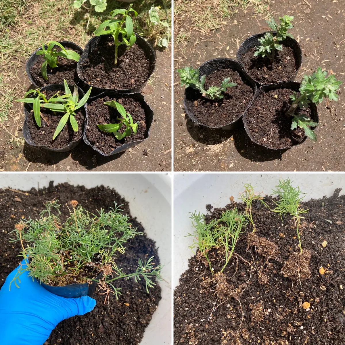 サルビア クリスティン 挿し穂4本 楽天市場】サルビア 'クリスティン イェオ' : おぎはら植物園