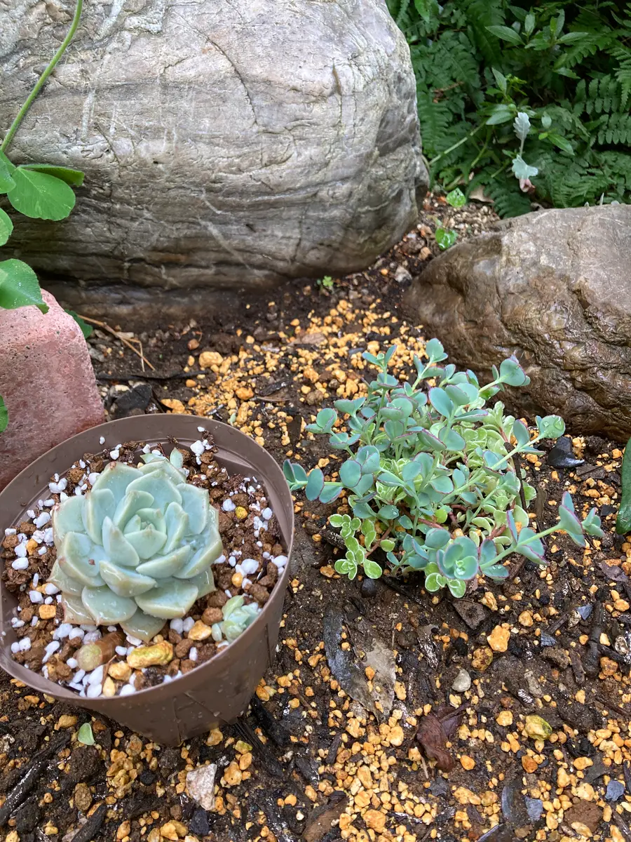 ミセバヤと多肉の植替え|園芸日記byopalaqua|みんなの趣味の ミセバヤと多肉の植替え|園芸日記byopalaqua|みんなの趣味の