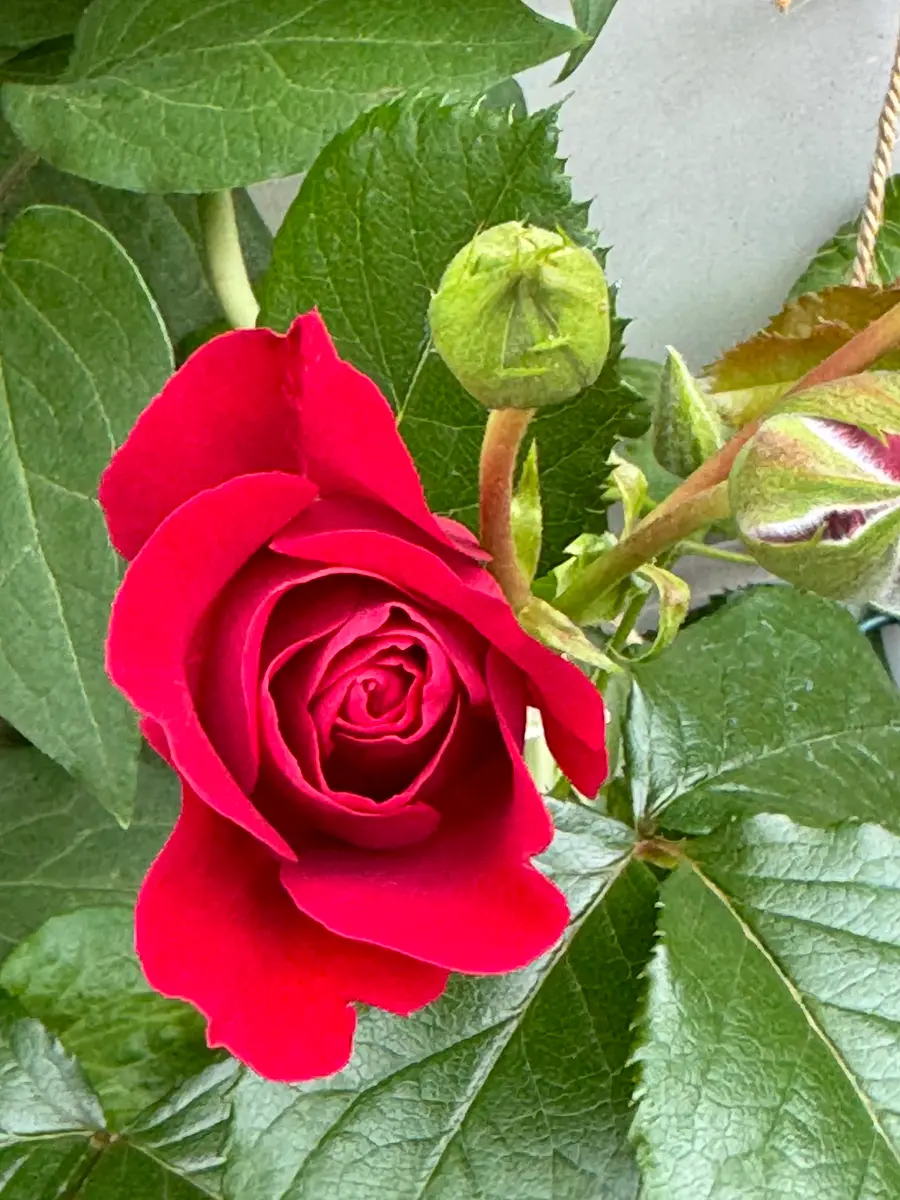 新しく咲いたバラ｜園芸日記byMemoryofHappyRose｜みんなの趣味の園芸