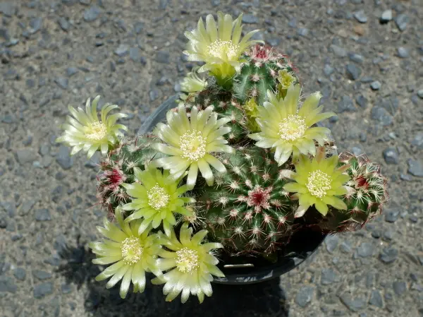 サボテン花|園芸日記bykaketo|みんなの趣味の園芸|1200530 サボテン花|園芸日記bykaketo|みんなの趣味の園芸|1200530