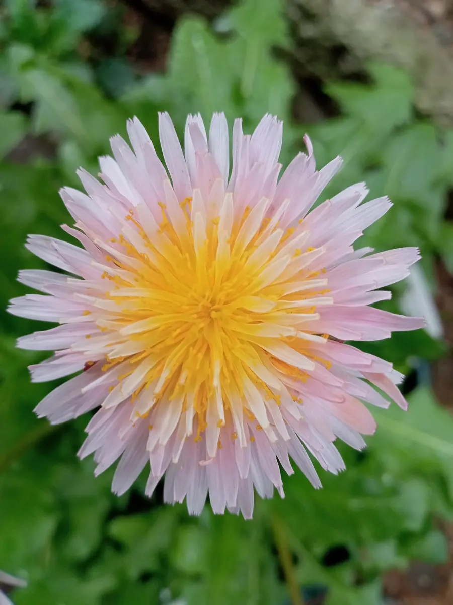 ピンクのお花たちが咲きました🌼｜園芸日記by塔ノ岳｜みんなの趣味の