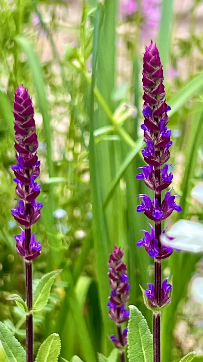宿根サルビア ネモローサ'カラドンナ'｜園芸日記byモエちゃん