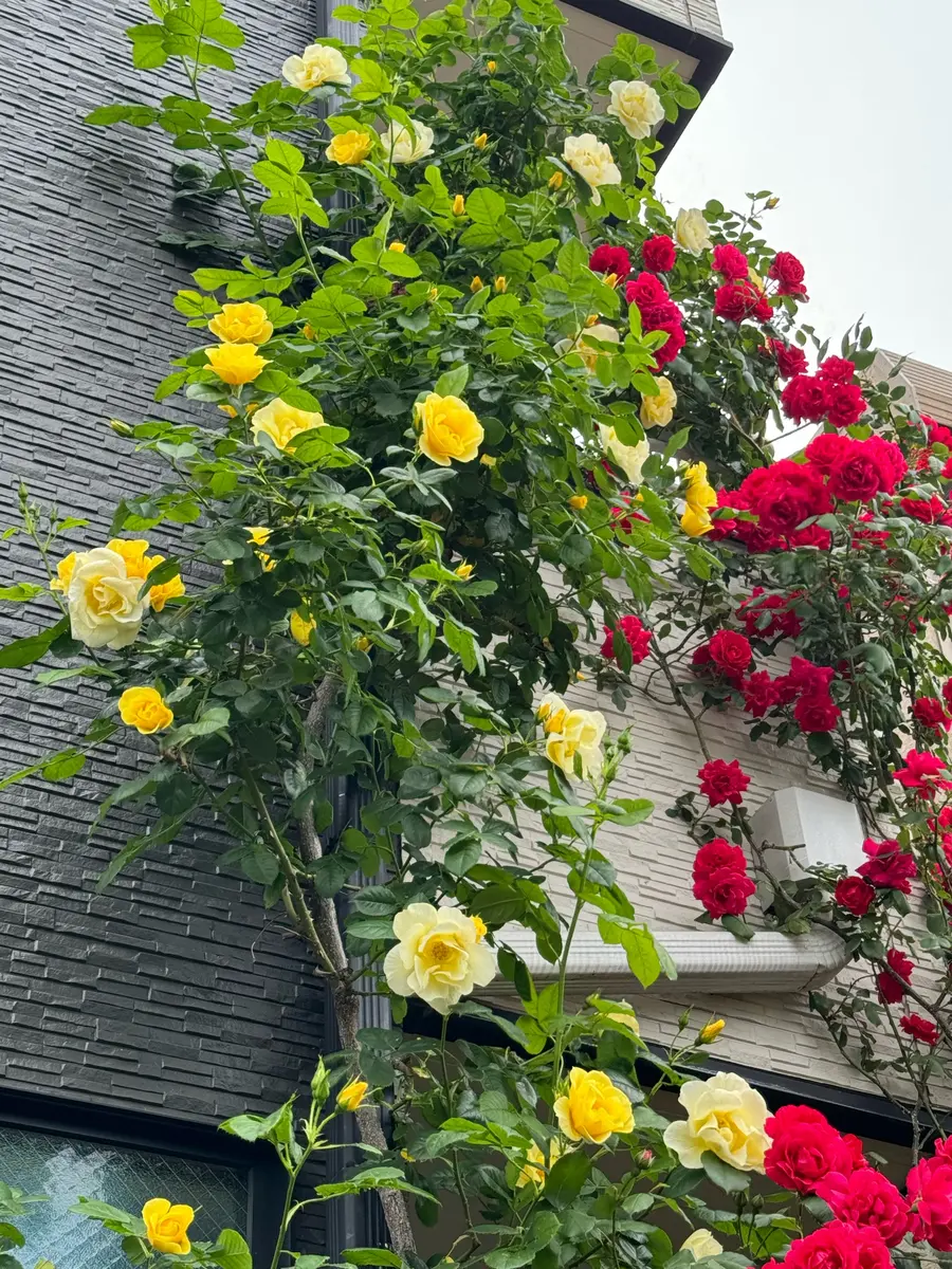 夕方の黄色と赤のつるバラ｜園芸日記byMemoryofHappyRose