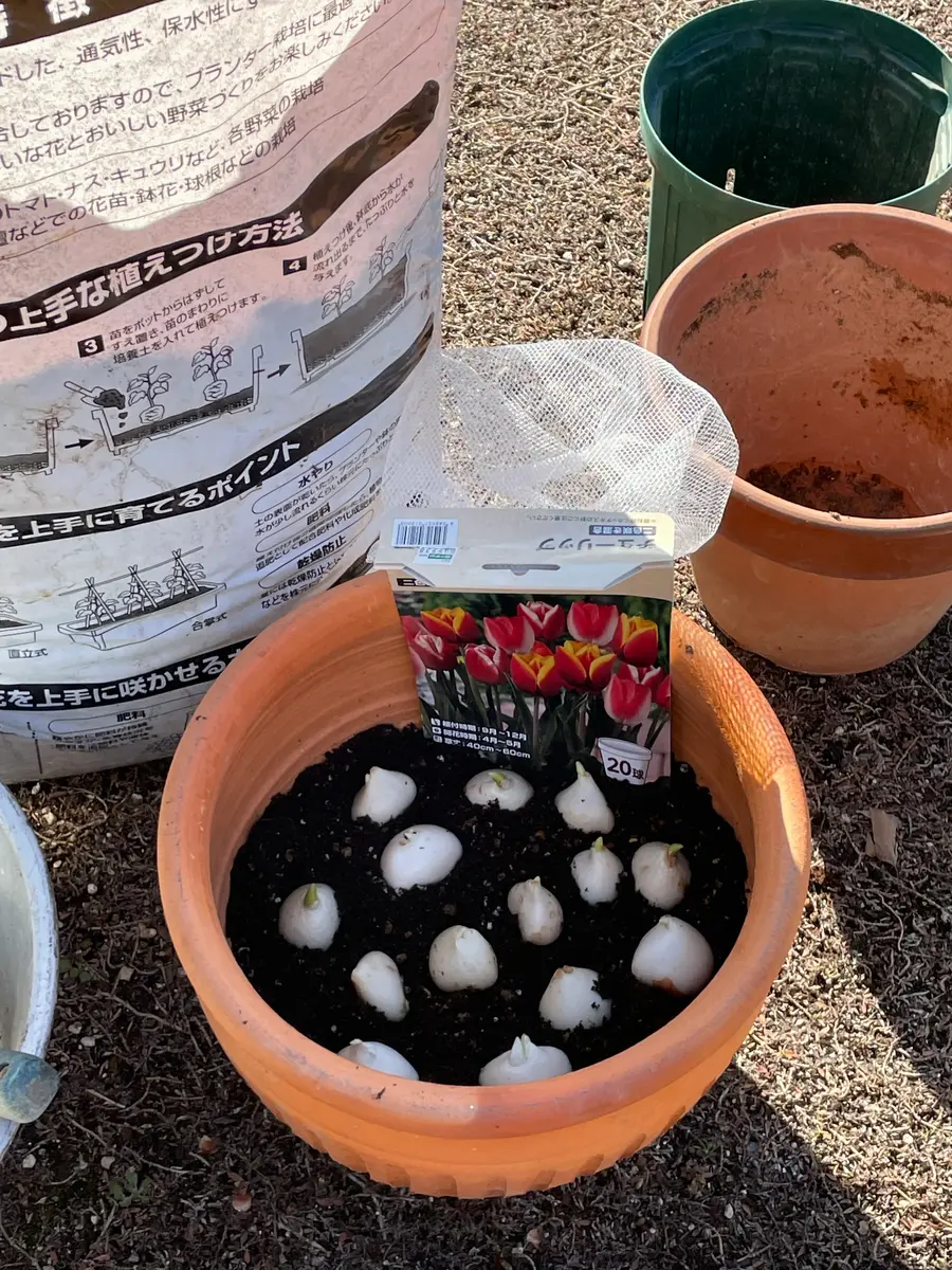チューリップの過密寄せ植え 結果発表？｜園芸日記byオニワヨッコ