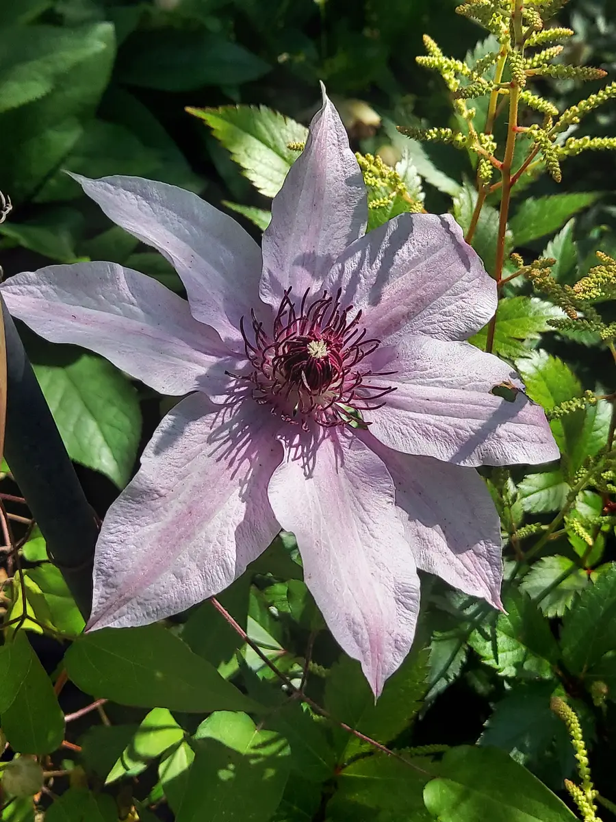 晴山&チェリーズアルボイ｜園芸日記byちゃっちゃん｜みんなの趣味