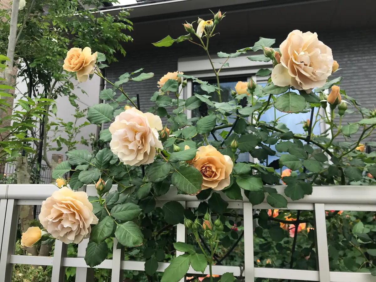 🌹ラブロッシュ｜園芸日記byピンクペッパー｜みんなの趣味の園芸｜1201219