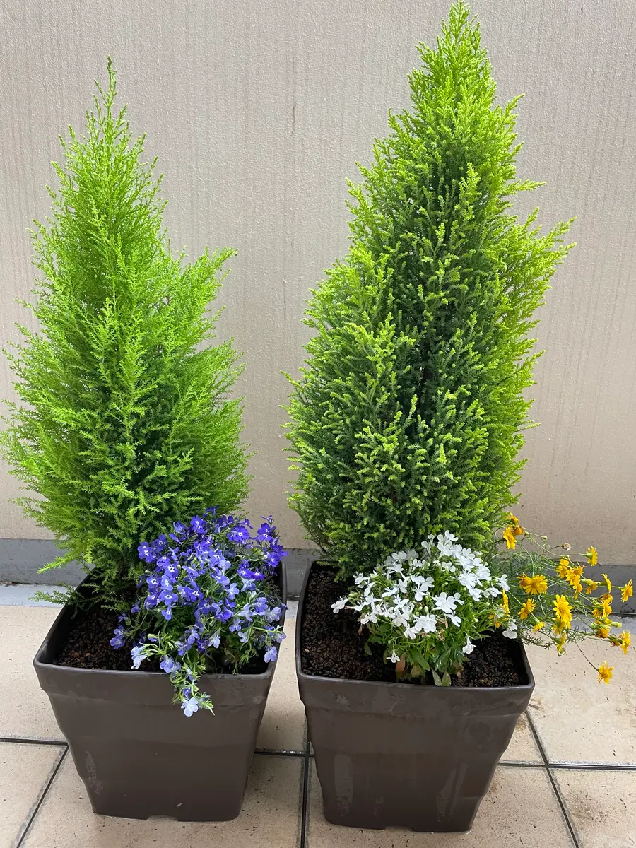 ゴールドクエスト植え替える〔写真1枚目〕-なみへい松さんの日記 