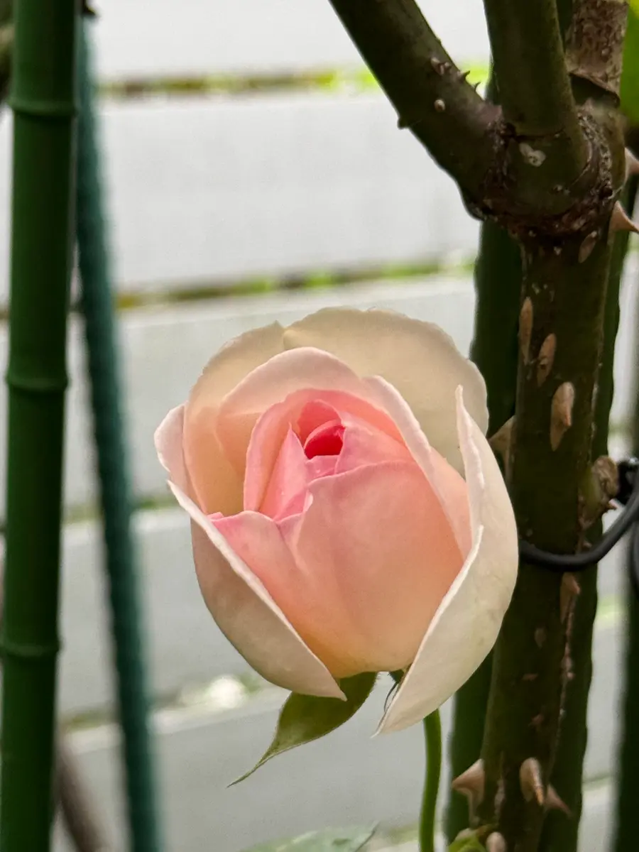 つぼみつき バラ 苗 薔薇 希少種 - メルカリ