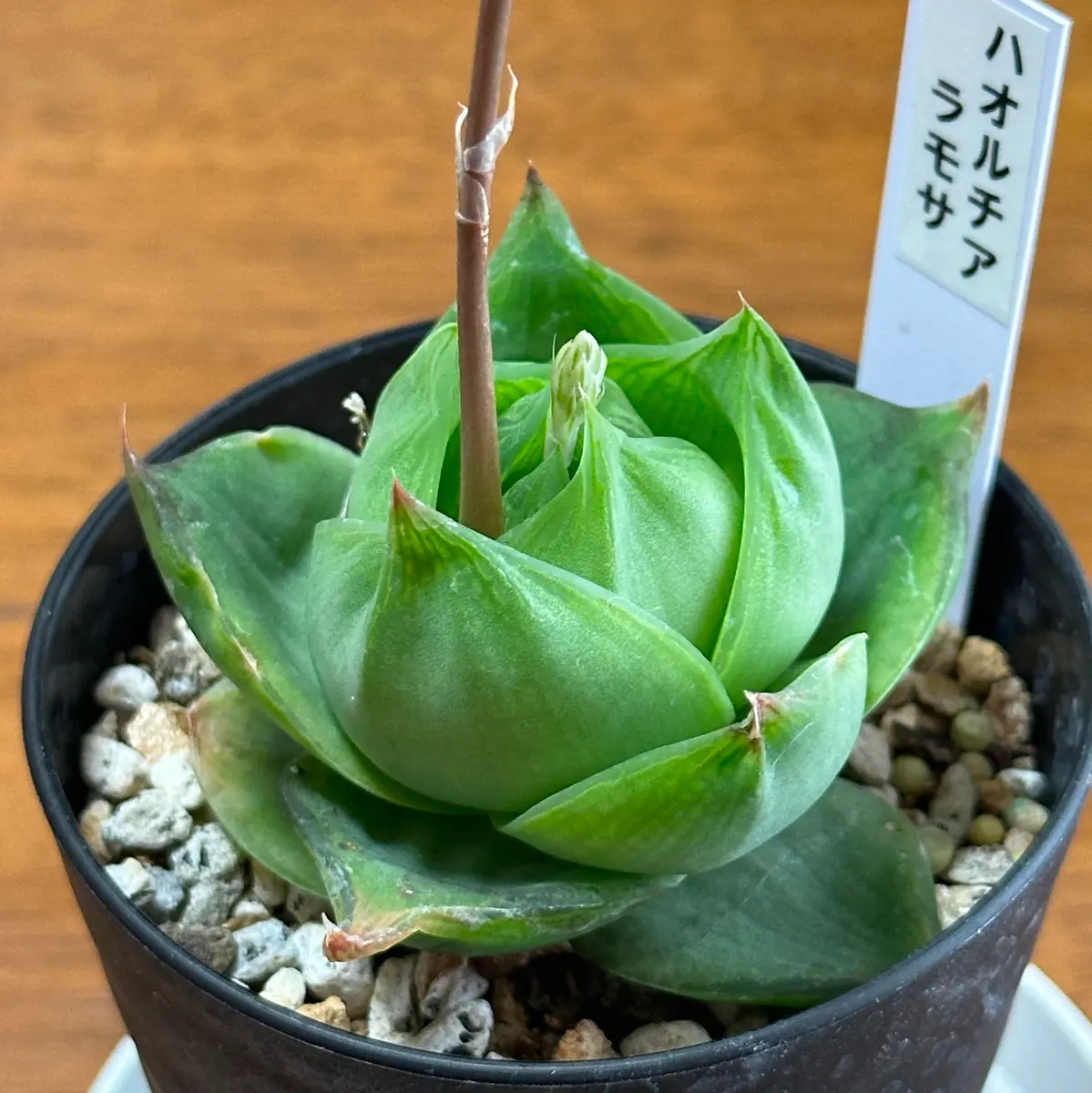 ハオルチアラモサ錦