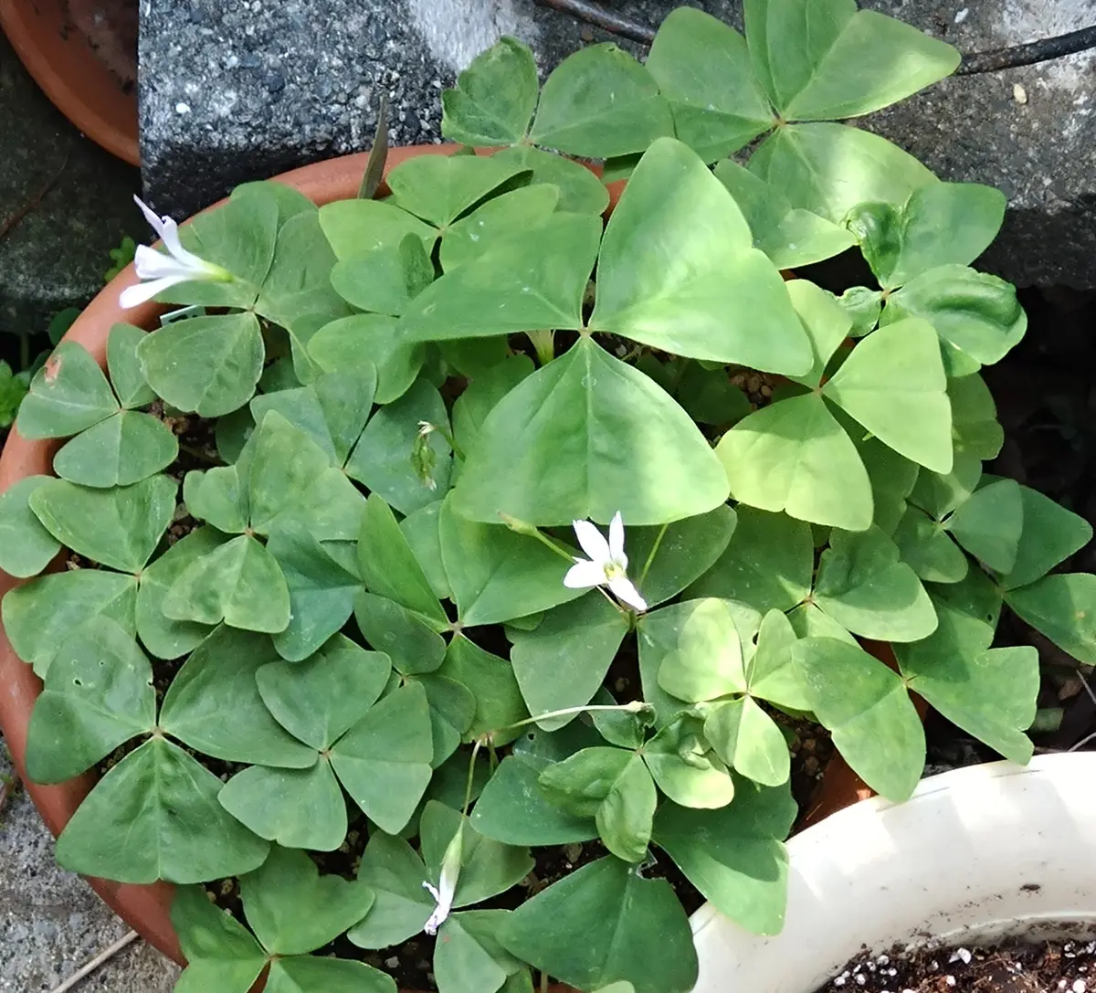 オキザリス・トライアングラリス｜園芸日記by凪丸｜みんなの趣味の園芸