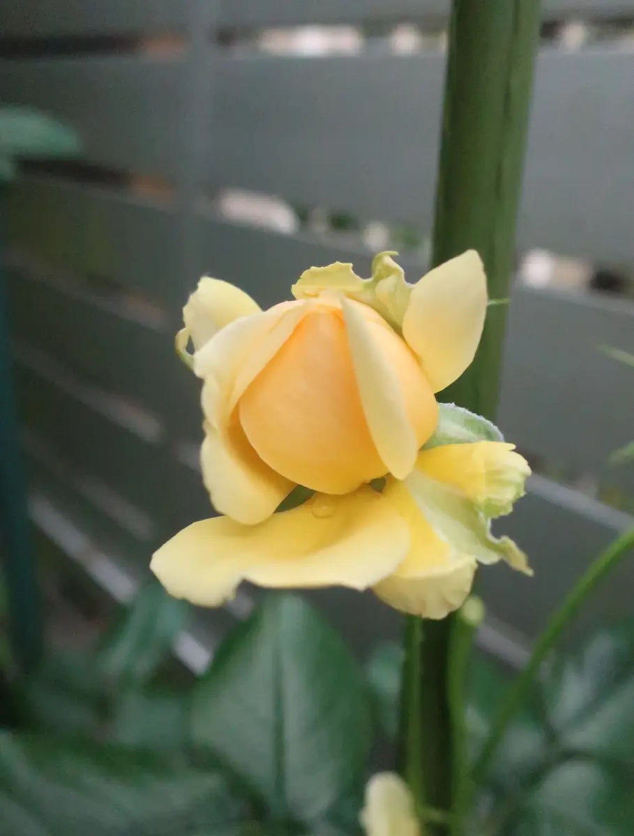 黄色の多弁バラ 2つのつぼみ付き 羽ばたくようなバラのつぼみ｜園芸日記byMemoryofHappyRose｜みんなの