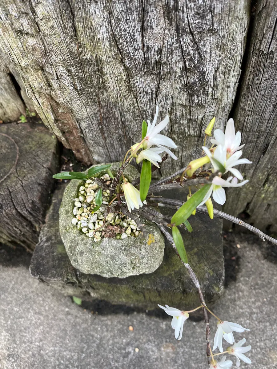 セツコクが次々咲きだした｜園芸日記byやまがら｜みんなの趣味の園芸
