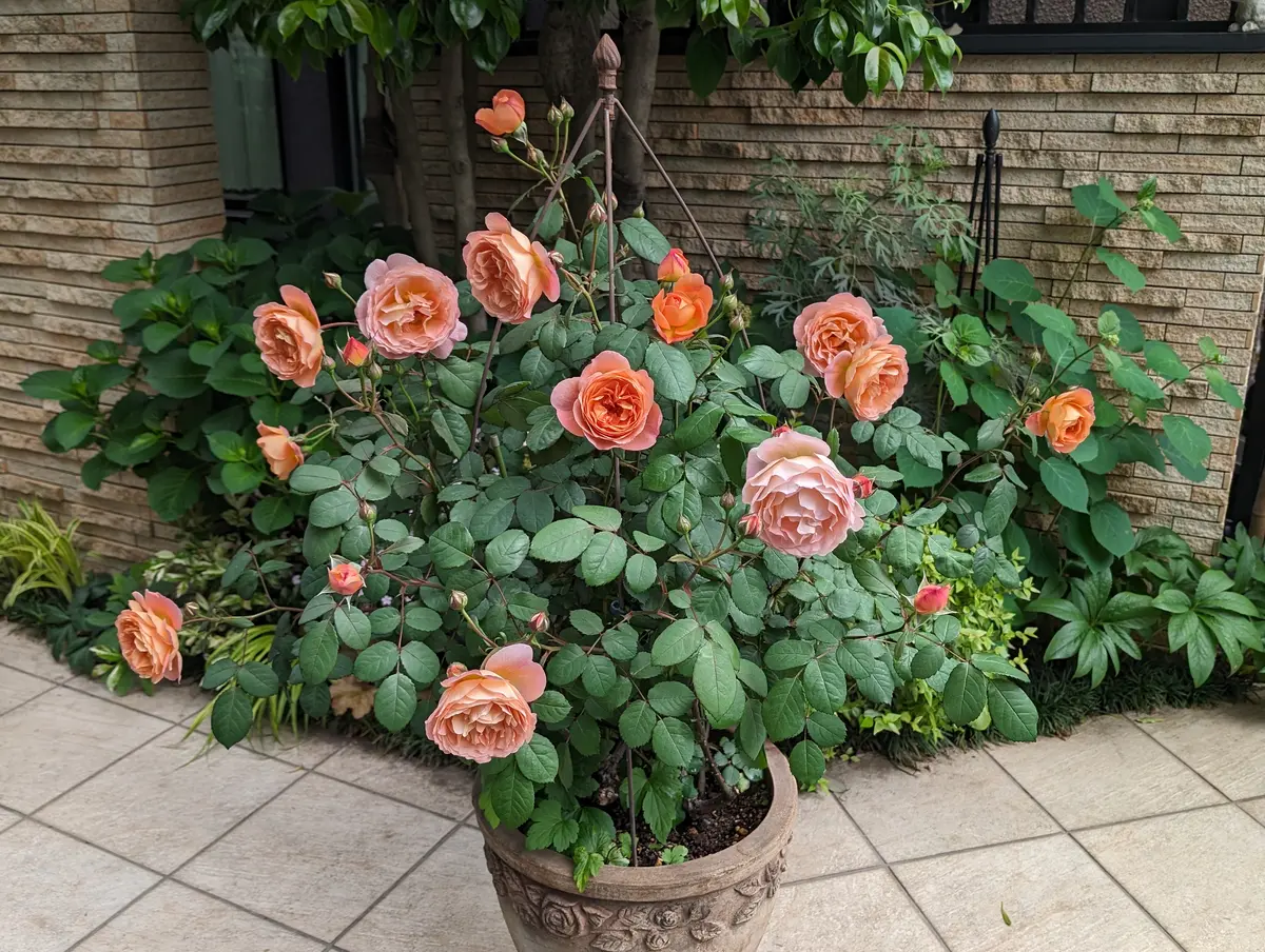 みんな大好きレディエマハミルトン｜園芸日記byかよぽち｜みんなの趣味