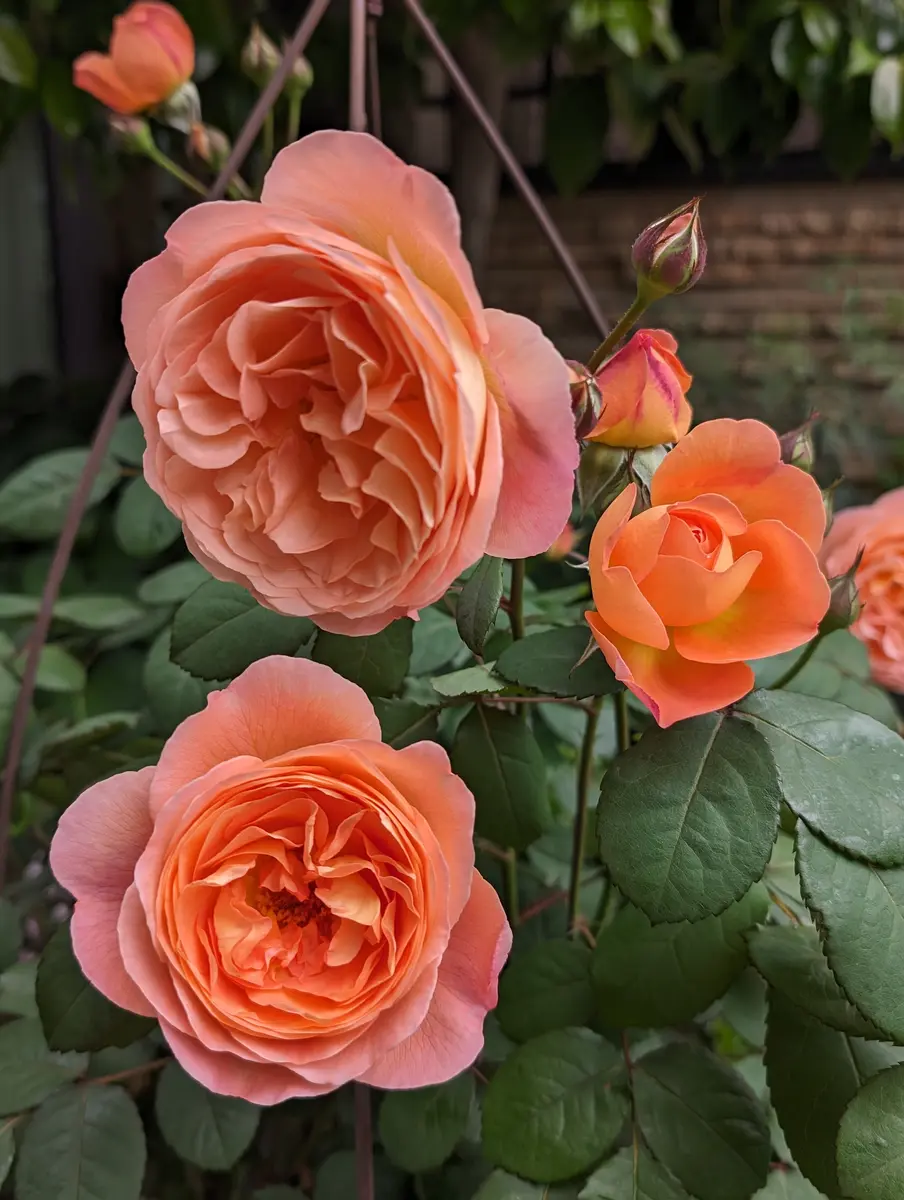 みんな大好きレディエマハミルトン｜園芸日記byかよぽち｜みんなの趣味