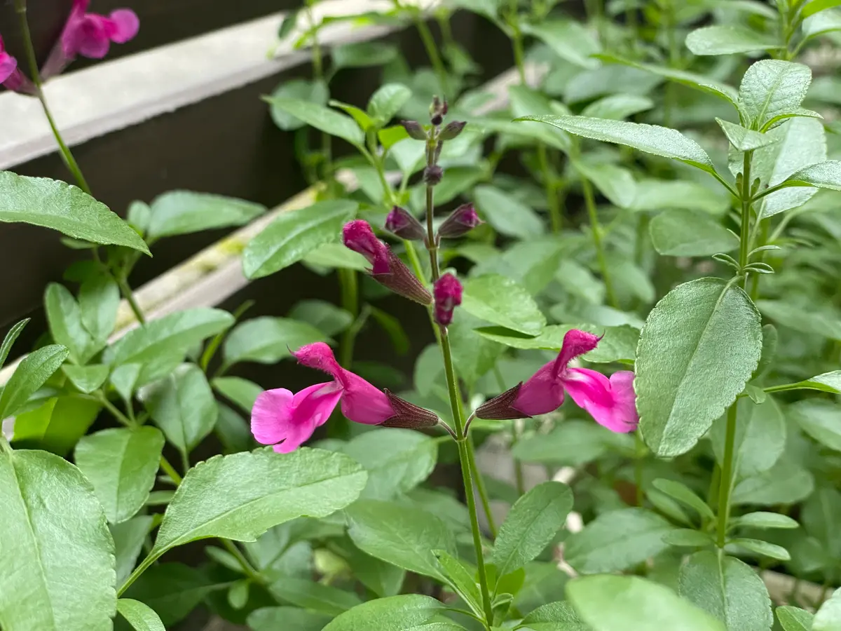 チェリーセージの1番花｜園芸日記byこうのすけ｜みんなの趣味の