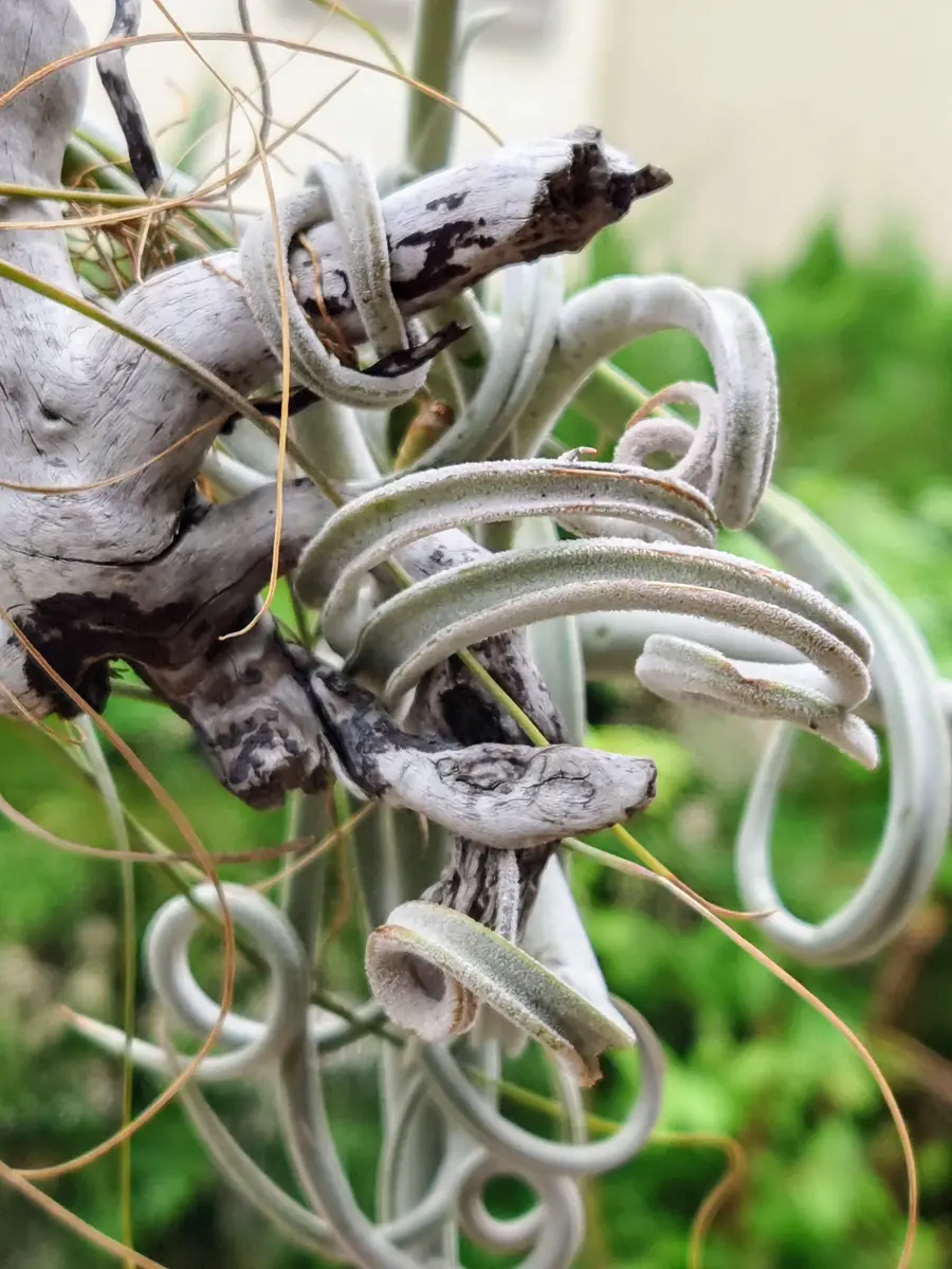 チランジア ドゥラティ 大株 Tillandsia duratii