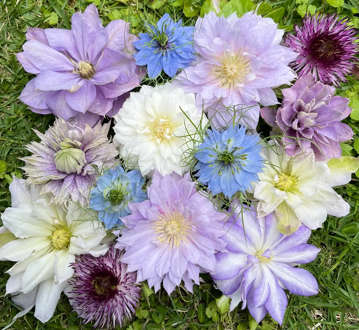 八重系のクレマチス🌸 5/9|園芸日記bynamihei|みんなの趣味の 八重系のクレマチス🌸 5/9|園芸日記bynamihei|みんなの趣味の