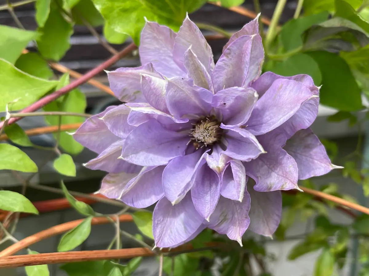 八重系のクレマチス🌸 5/9｜園芸日記bynamihei｜みんなの趣味の園芸｜1202095