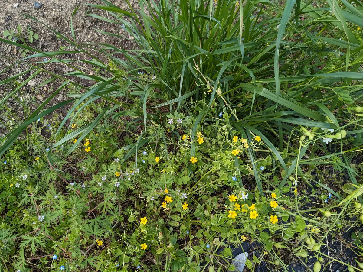 今回畝間の草削りとして購入した手押し型の草削り✨ 1万円以内で