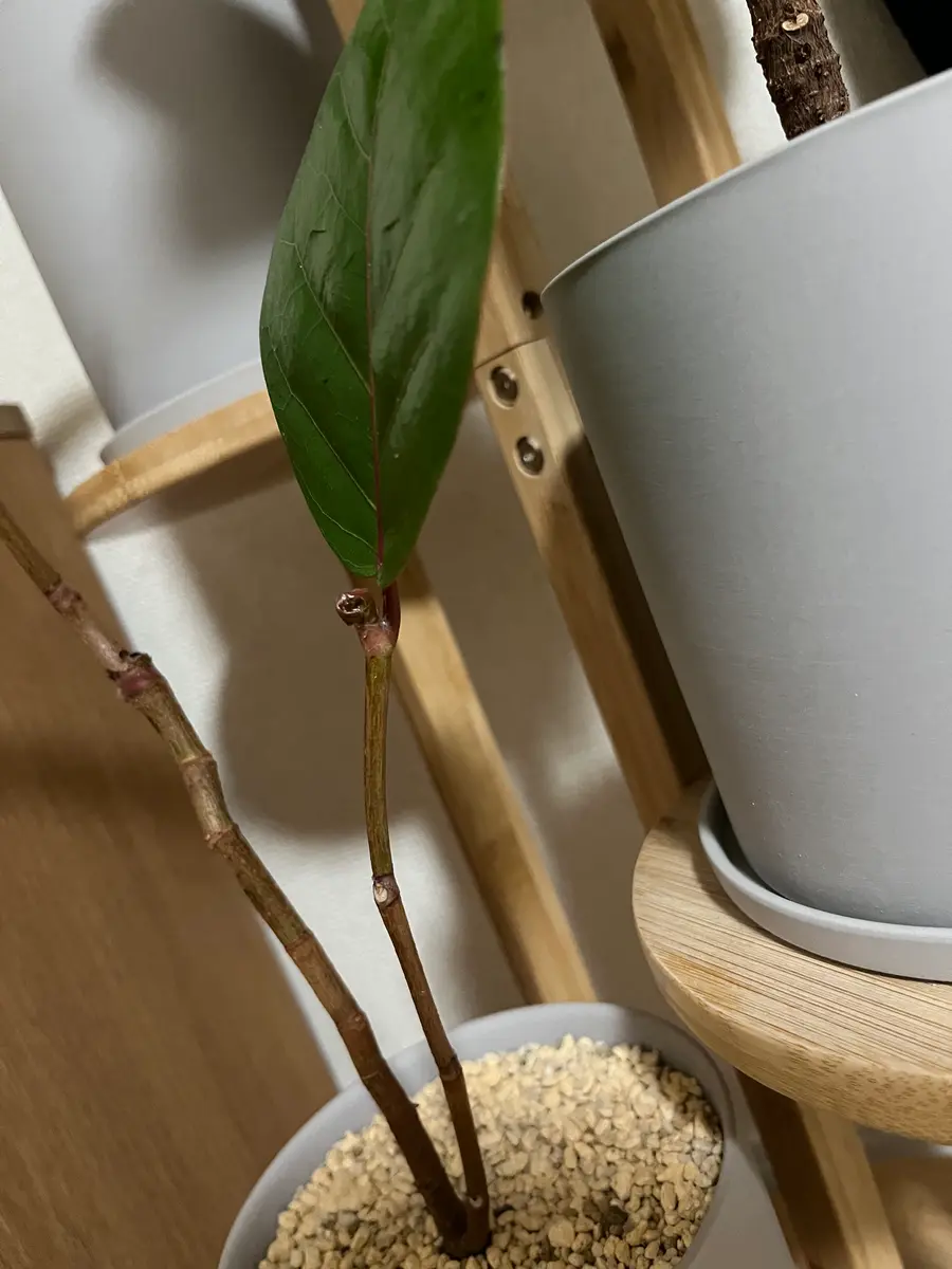 シーグレープ　14 シーグレープ 14