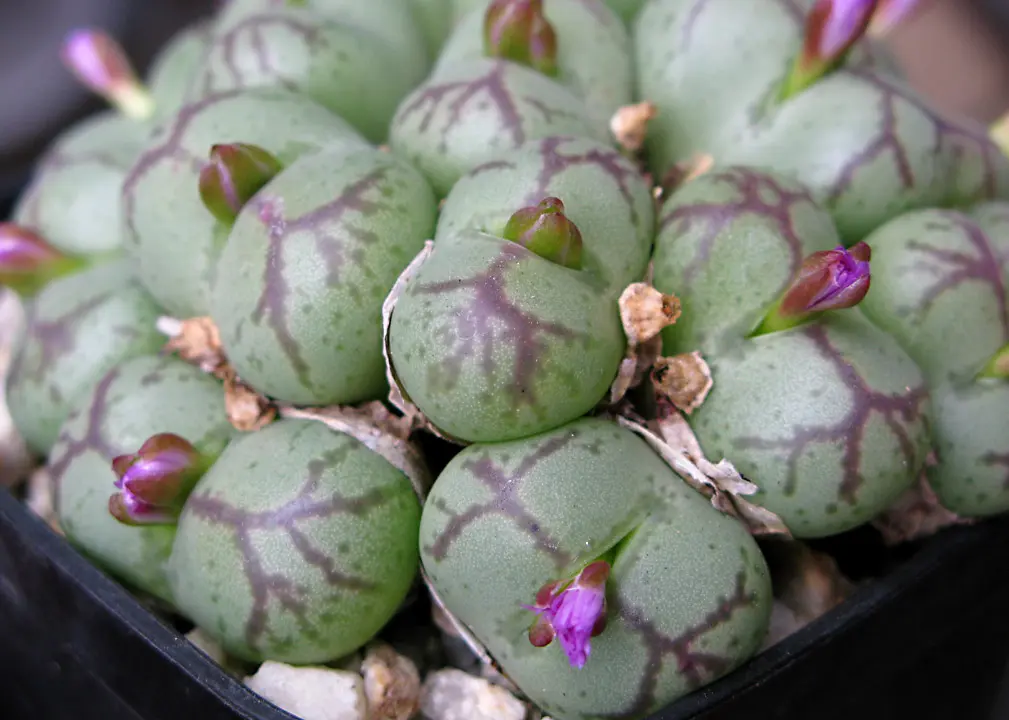 コノフィツム'八重垣姫'実生1年苗｜園芸日記byconocono