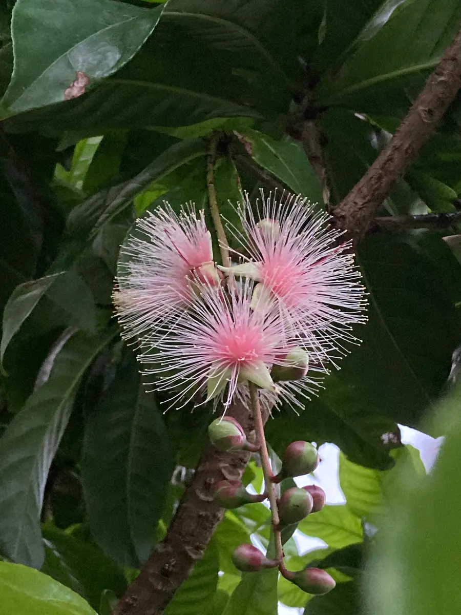 ピンクの花が咲きました💗｜園芸日記bymikatan｜みんなの趣味の園芸