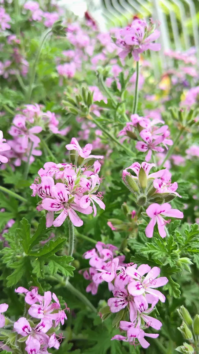 1本のローズゼラニウム｜園芸日記byたぬき丸｜みんなの趣味の園芸｜1202524