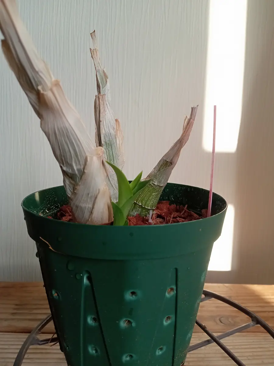 タケノコ蘭の成長速度🌱｜園芸日記by塔ノ岳｜みんなの趣味の園芸｜1202572