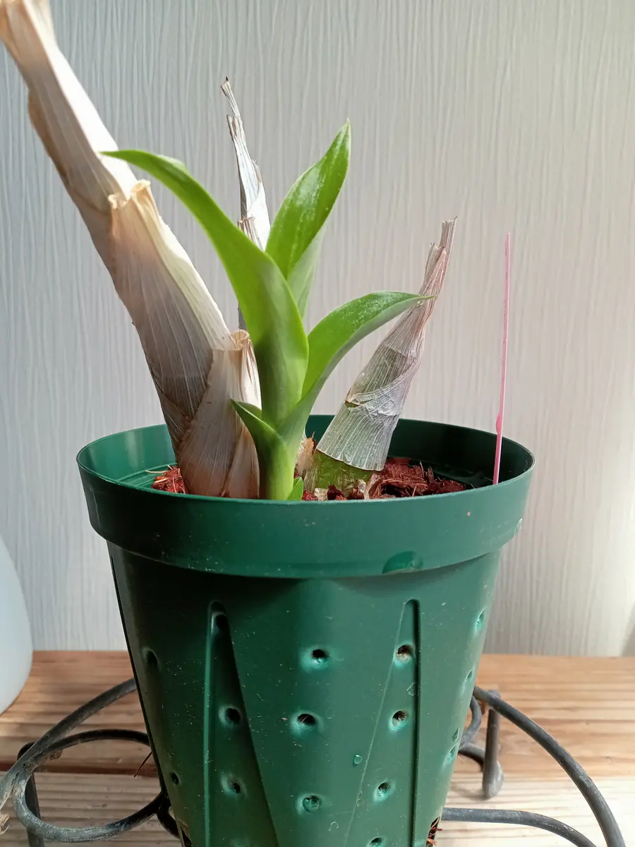 タケノコ蘭の成長速度🌱｜園芸日記by塔ノ岳｜みんなの趣味の園芸｜1202572