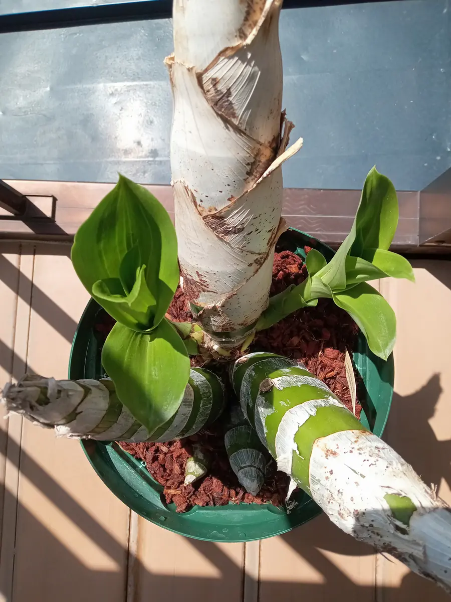 タケノコ蘭の成長速度🌱｜園芸日記by塔ノ岳｜みんなの趣味の園芸｜1202572