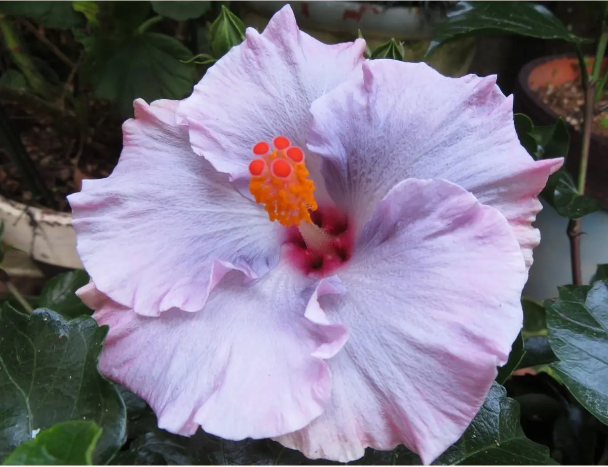🌺ハイビスカスの花が咲きました｜園芸日記byロッキー｜みんなの趣味の