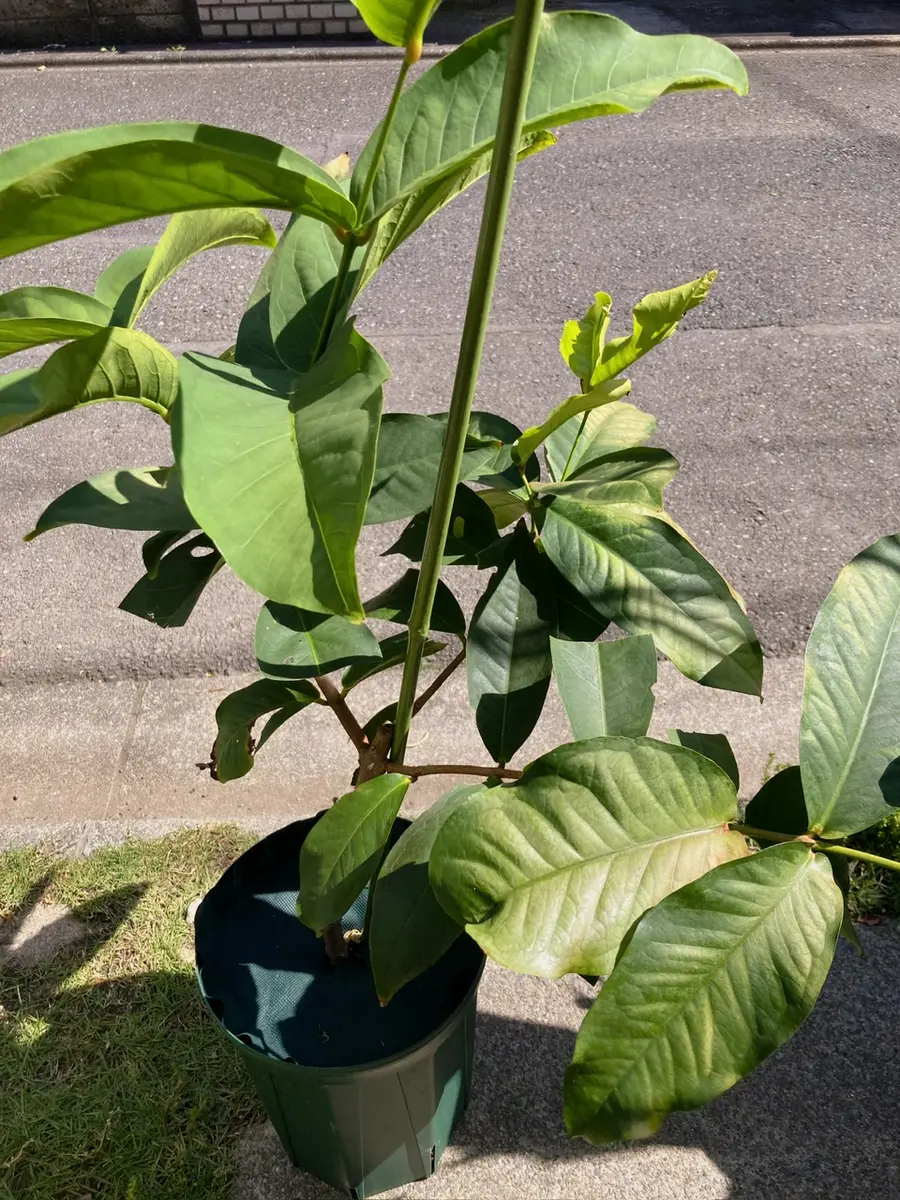 熱帯果樹レンブ（品種：黒真珠・飛弾）２株セット 熱帯果樹レンブ（品種：黒真珠・飛弾）2株セット