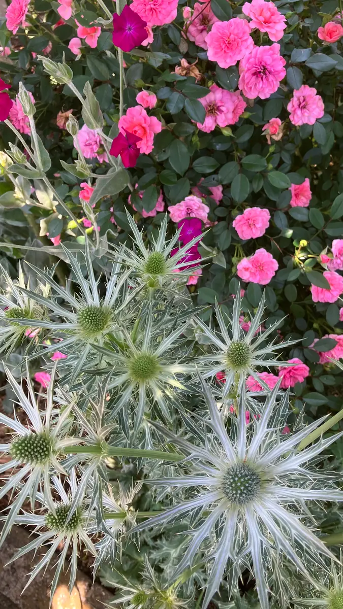 青の清涼感🩵エリンジウム｜園芸日記byまるしっぽ｜みんなの趣味の園芸