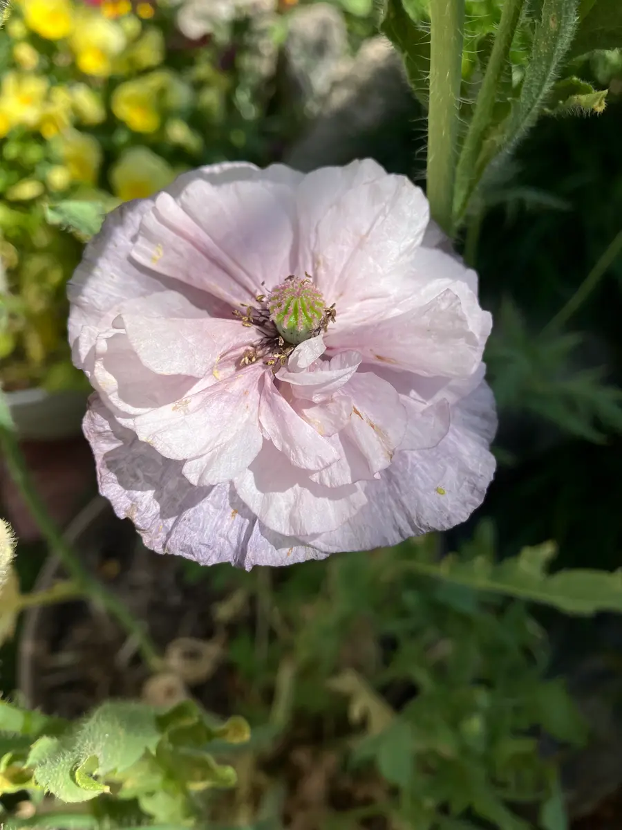 青の清涼感🩵エリンジウム｜園芸日記byまるしっぽ｜みんなの趣味の園芸