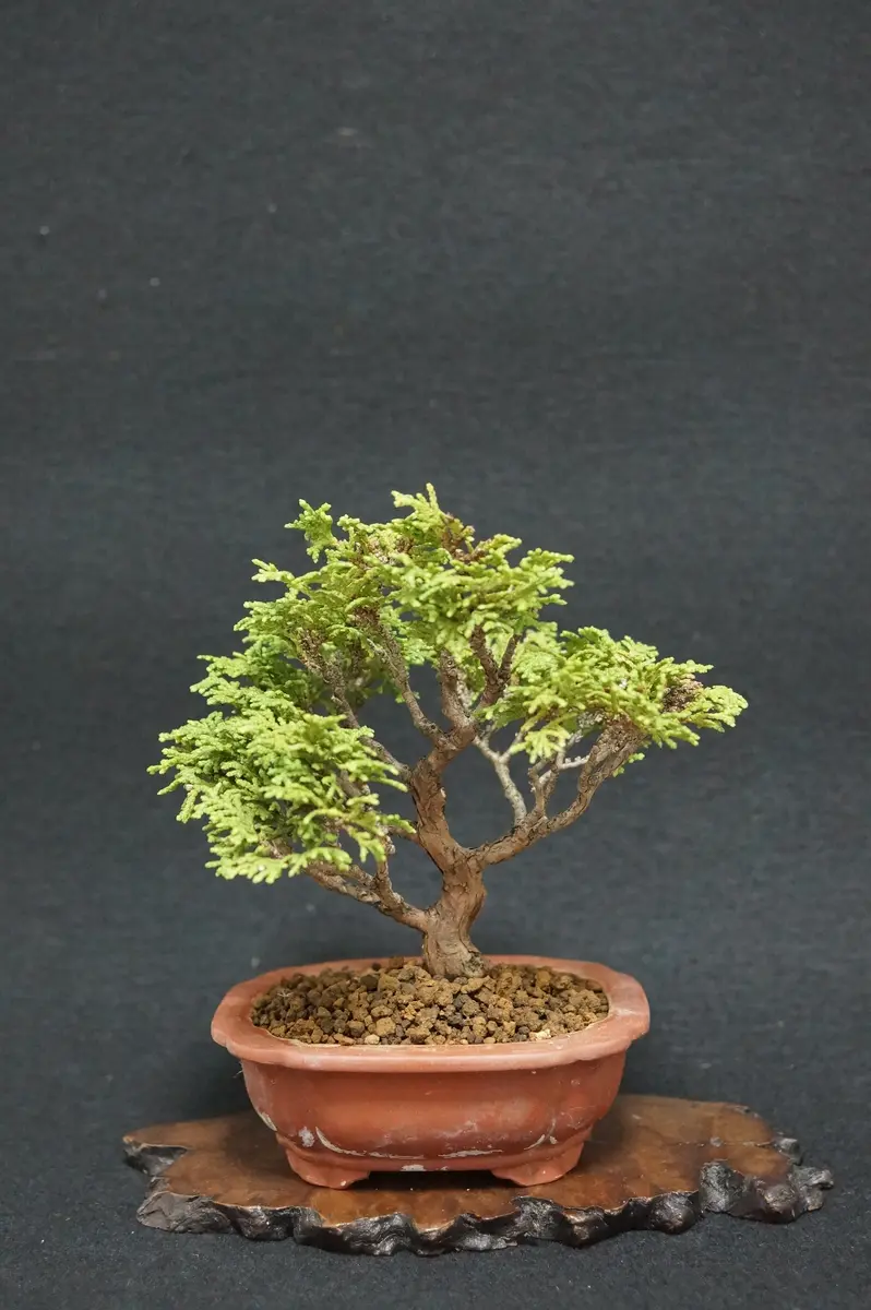 津山ヒノキ　盆栽 管理している盆栽紹介・津山ヒノキ - YouTube