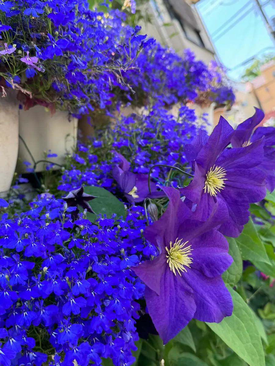 青い花 ロベリアクレマチス千鳥草｜園芸日記byMemoryofHappyRose