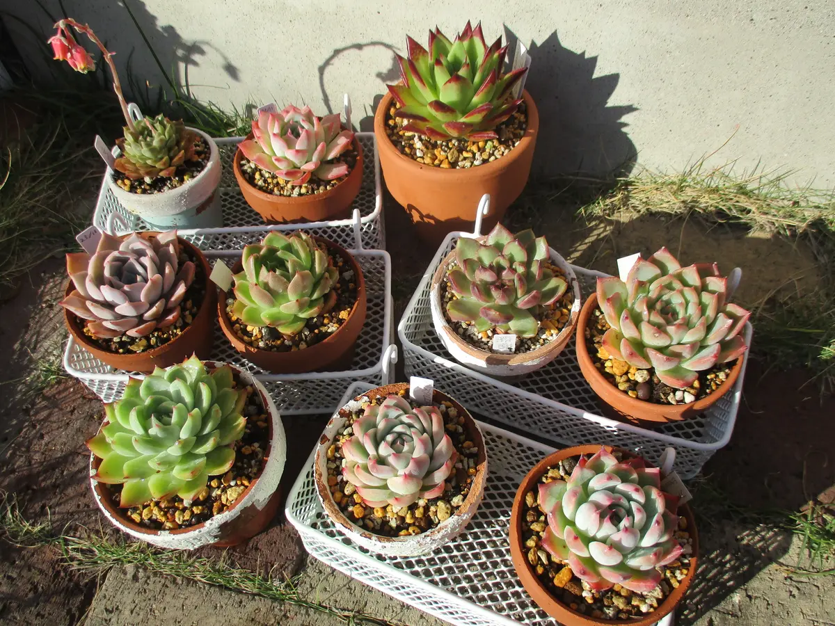 プラ鉢必殺鉢A-25S×105個+専用システムトレー3枚スリット鉢プレステラ多肉 プラ鉢【A-25S】105個+専用システムトレー黒3枚スリット鉢プレステラ