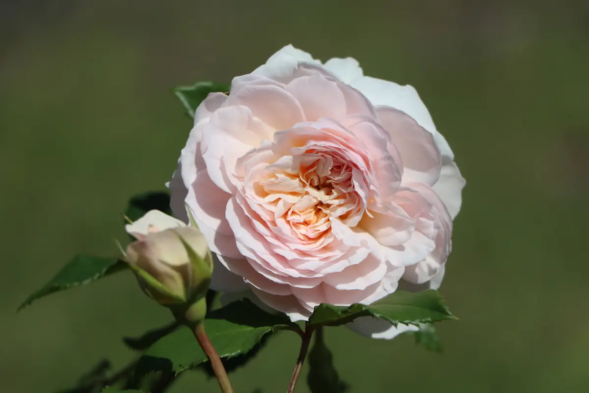 薔薇が続々と開花中｜園芸日記by8755(花っこ)｜みんなの趣味の園芸