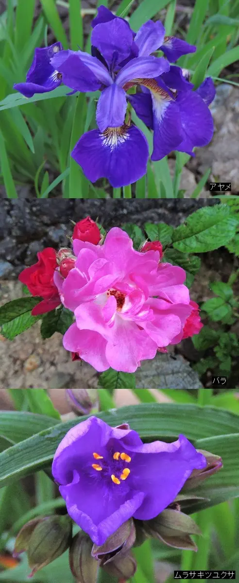 ゼラニウムの日記一覧|ほんわか猫さんの園芸日記-みんなの趣味の園芸