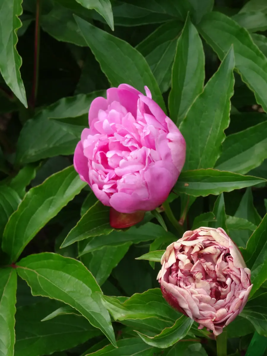 陶板　芍薬の花 楽天市場】芍薬 【ポーラフェイ】 6号スリット鉢植え : 苗木部
